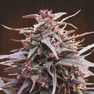 purple_haze_malawi.jpg.d7ca16b17b01435718b4d6a889f77b30.jpg