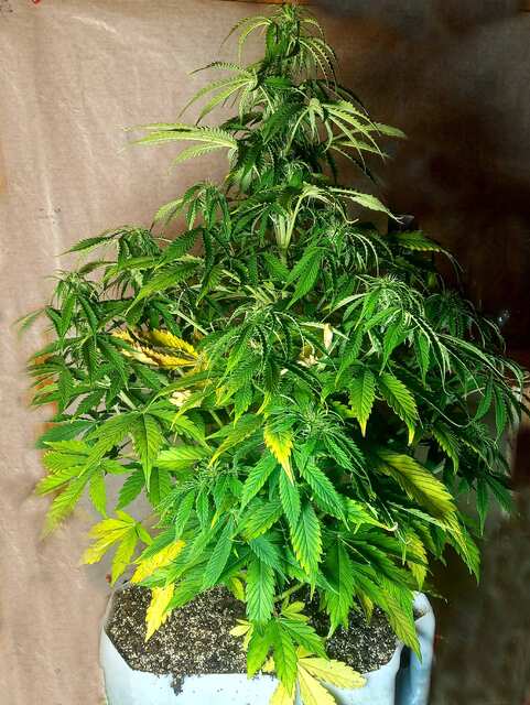 auto DURBAN POISON ES Silver