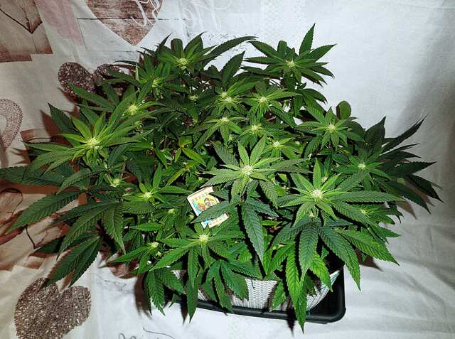 Mimosa F1 x (Ice cream cake x Sunset Sherbet BX1) тест  Mimosa F1 x (Ice cream cake x Sunset Sherbet BX1)