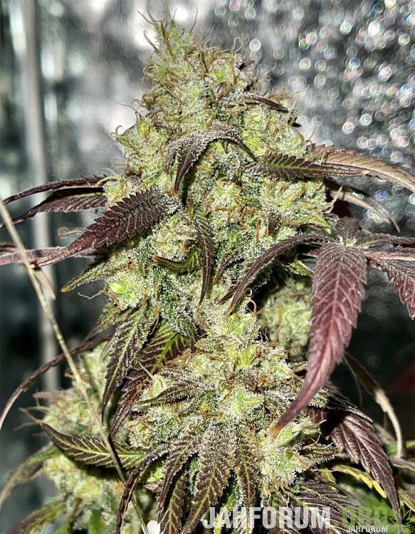 Bruce Banner Feminized