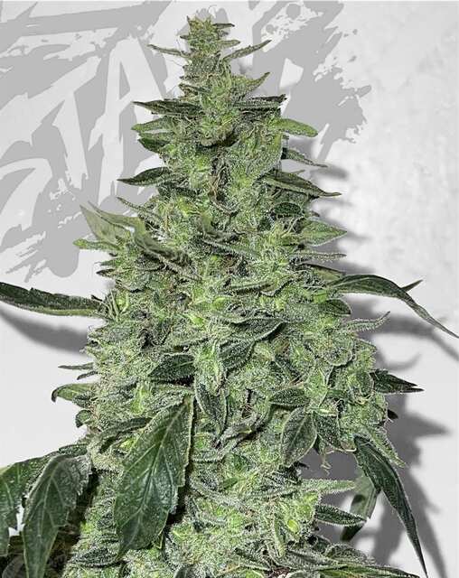 Tangie