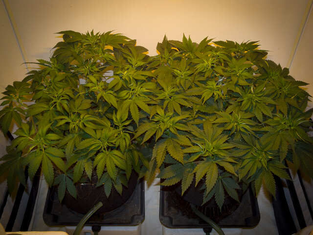 Sherbet Cuvee fem, Ice Cream Ghost Train fem  (Cali Buds).jpg