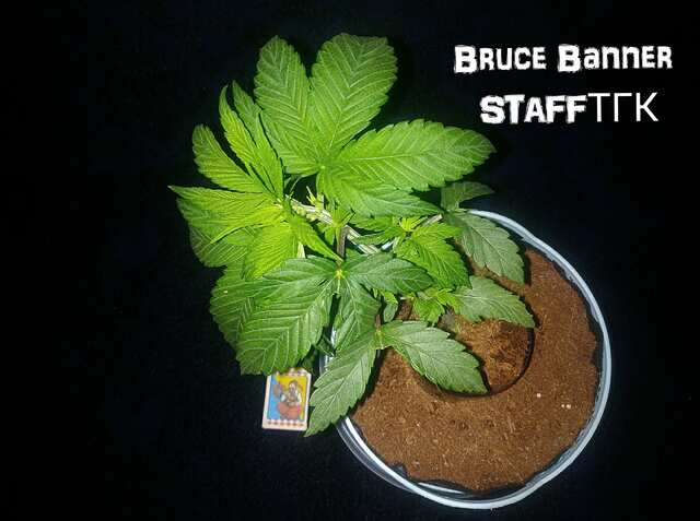 Bruce Banner