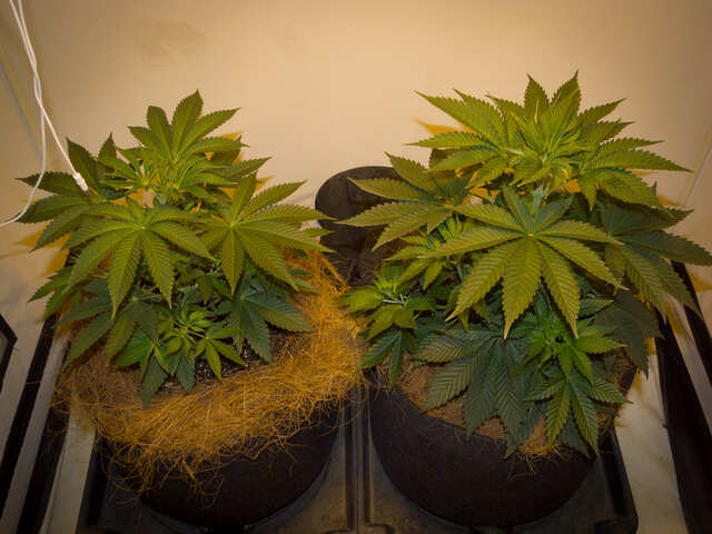 Sherbet Cuvee fem, Ice Cream Ghost Train fem  (Cali Buds).jpg