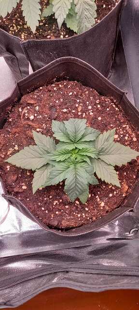 Bruce Banner2 😎 @STAFFТГК