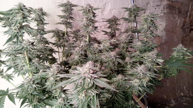 Red Hot Coocies#2_Sweet Seeds