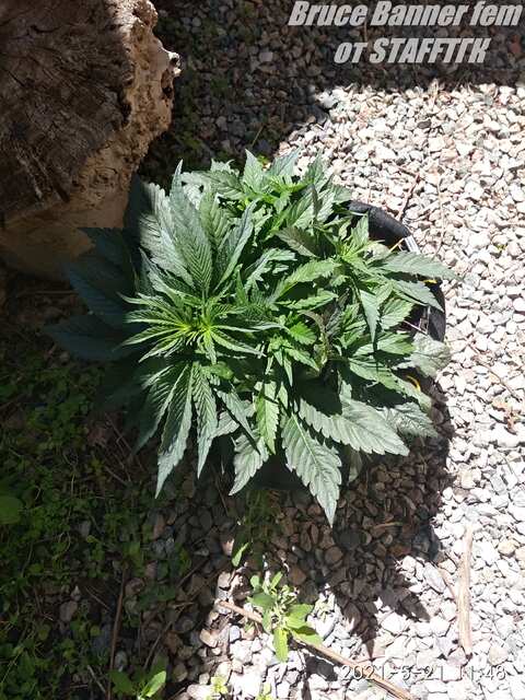 Bruce Banner fem от StaffTГK