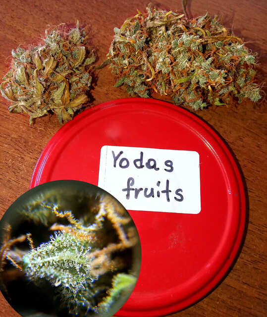 Yodas fruits by GreenOM