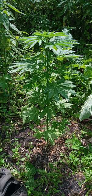 chocolate marshmallow(exotic genetics) X Critical Kush (barney) X More Diesel Power (suff)