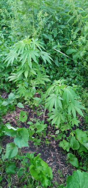 Polm Gold Outdoor(Spliff Seeds)×BlackChem (black fury(nucleon)×chem-de-kush(suff) fem