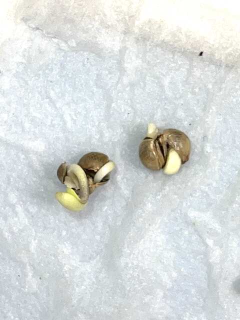 Freak Seeds