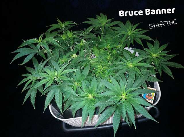 Bruce Banner