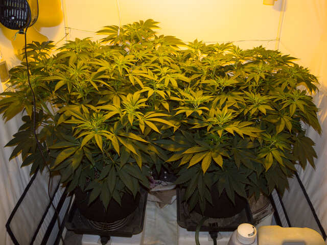 Sherbet Cuvee fem, Ice Cream Ghost Train fem  (Cali Buds).jpg