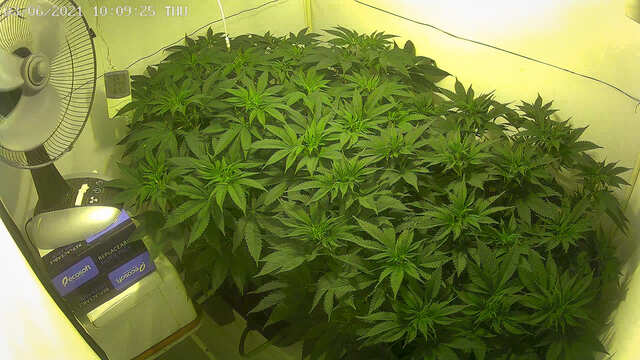 Sherbet Cuvee fem,Ice Cream Ghost Train fem  (Cali Buds)1.jpg