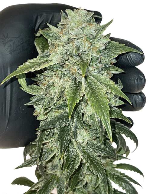 Secret Stash