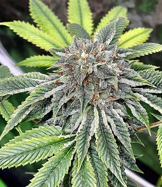 WiFi 3 & Dosidos phenotype2