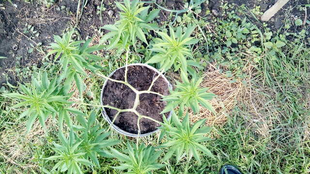 Red Hot Cookies_Sweet Seeds. Клон.