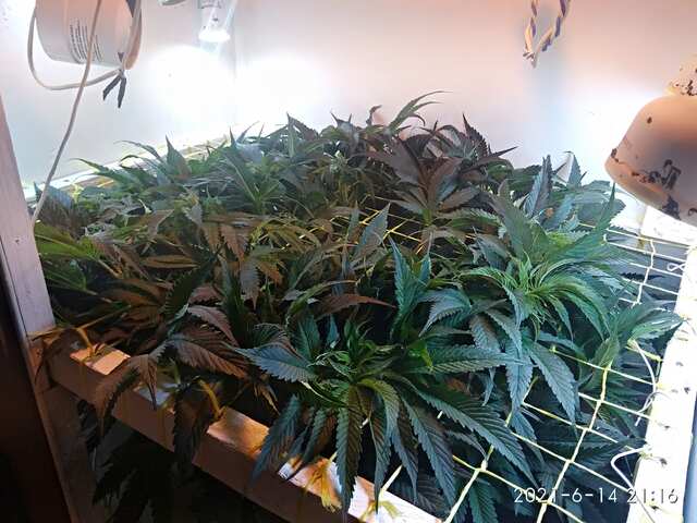 Bruce Banner fem от STAFFТГК 50 дней от каски