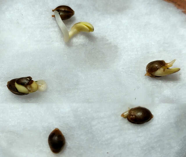 АBC Cannabis Seeds