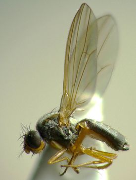 275px-Drosophila_funebris.jpg.75d7912fc2e57d3120cd6a5ce8950f48.jpg