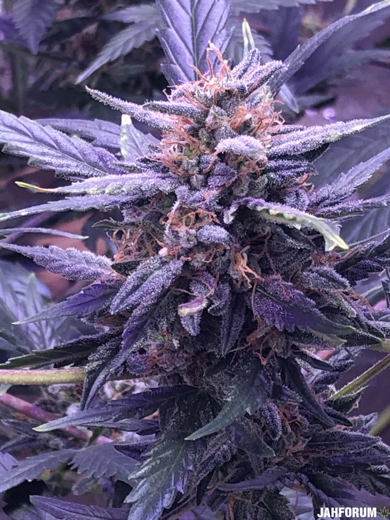 Макро шишки