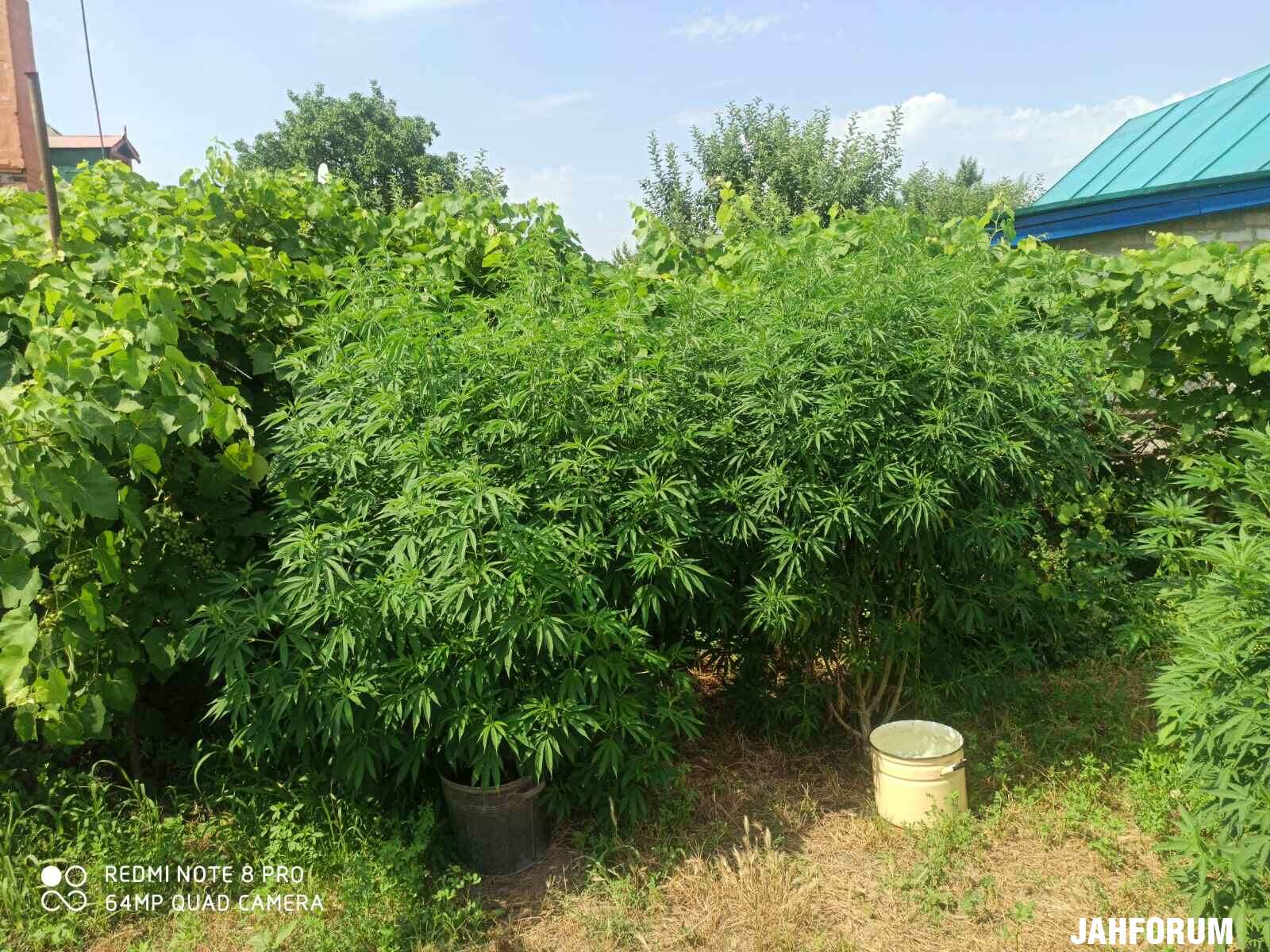 Как то так без заграничных удобр