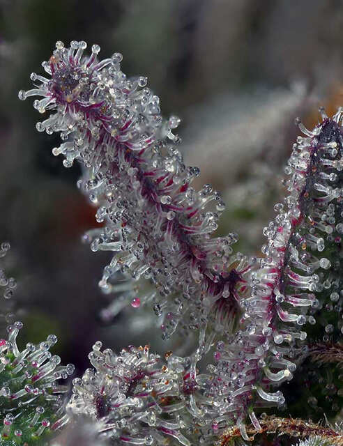 Purple Dark 3
