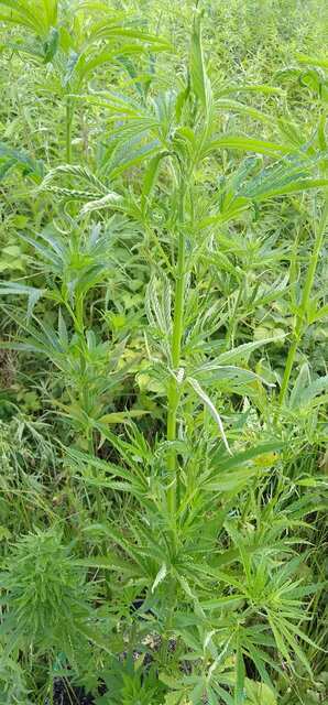 Тоже покрутило нехило листву