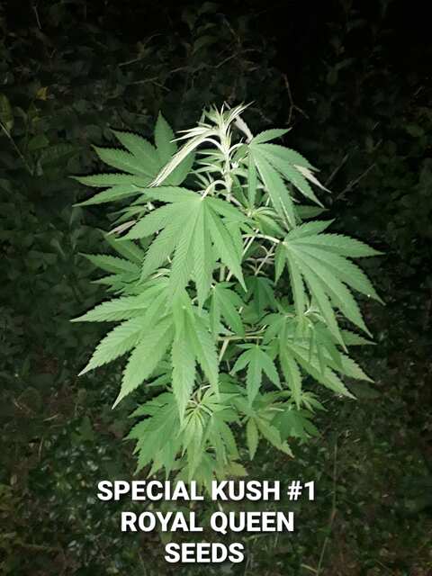 2021.