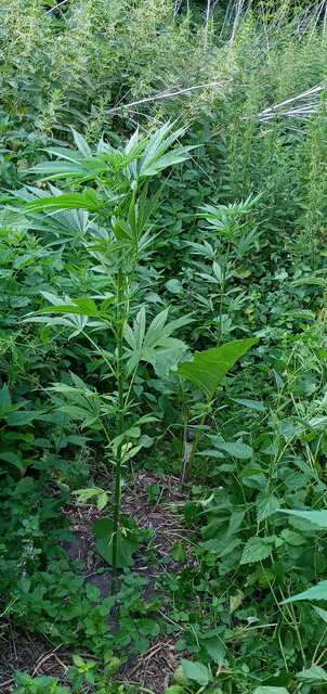 Fast Bud Outdoor×BlackChem