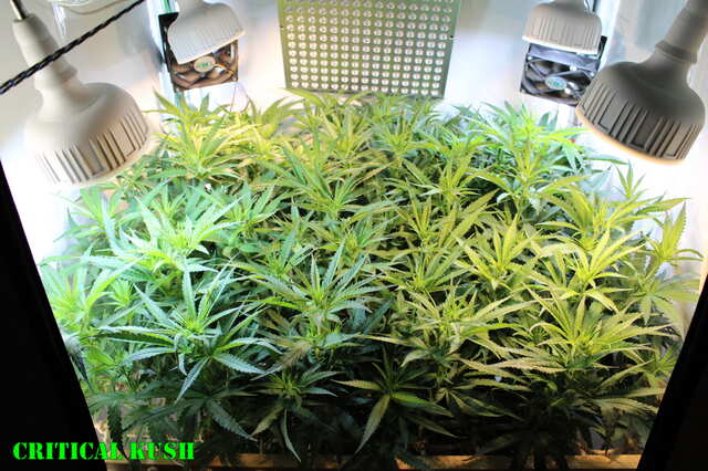 Critical Kush Six days 12-12.JPG