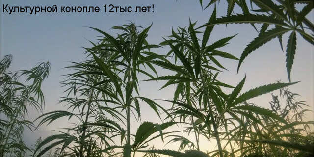 Грову 12тыс лет!