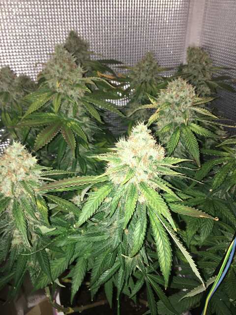 Power Africa from Seedsman