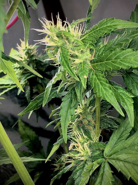 Auto White Dwarf