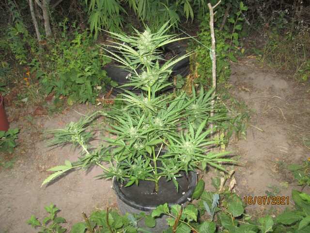 auto Critical...MASTER SEED