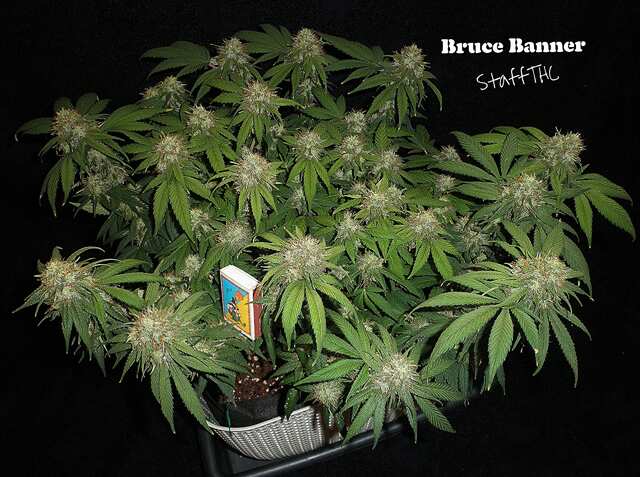 Bruce Banner f.f. от Бро StaffТГК