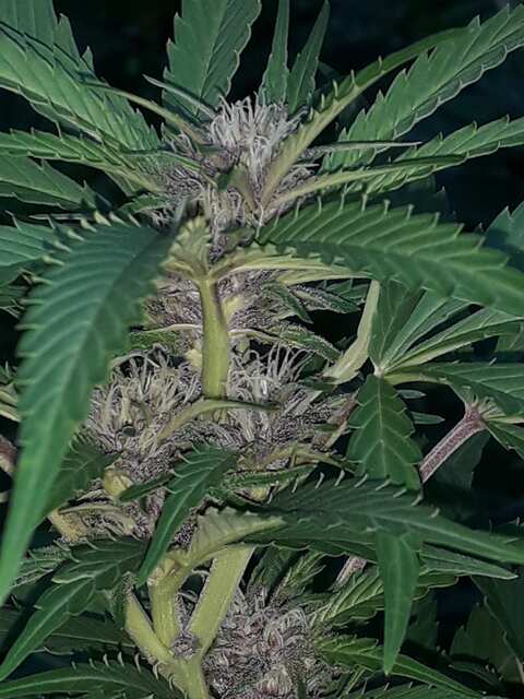 Tropicana Poison FV Sweet Seeds .