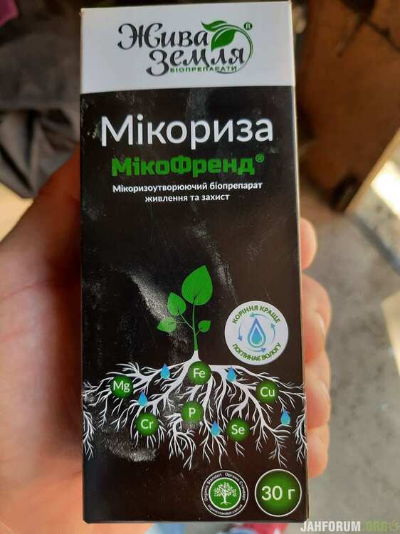 микориза.jpg