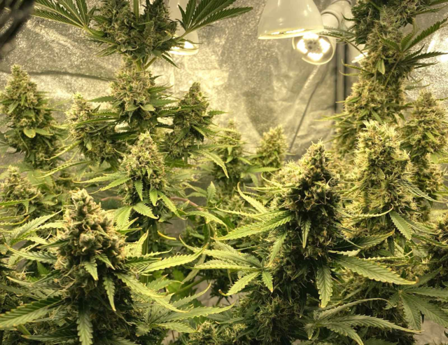 Green Poison