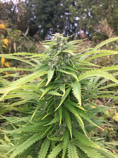 White Russian FV ot GM