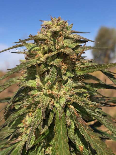 OG Gelato fast from GM