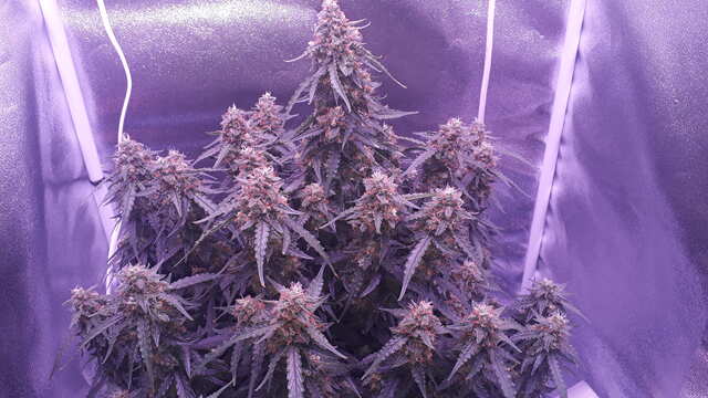 Bruce Banner Auto