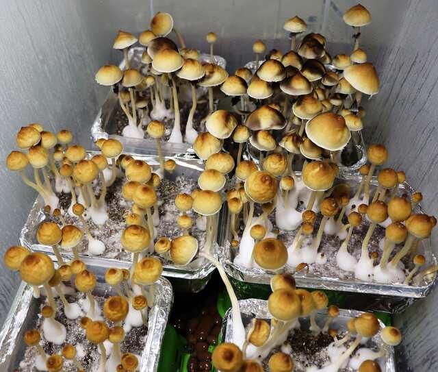 Psilocybe Cubensis Malabar