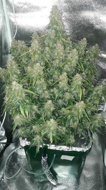 Bruce Banner Auto 1