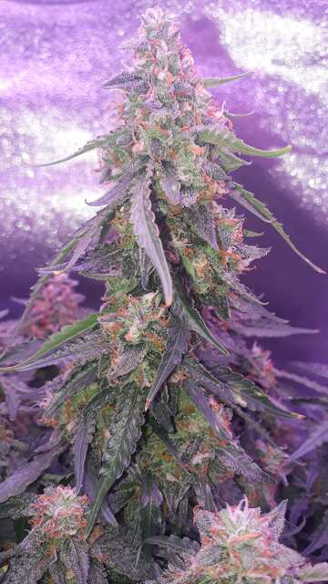 Bruce Banner Auto