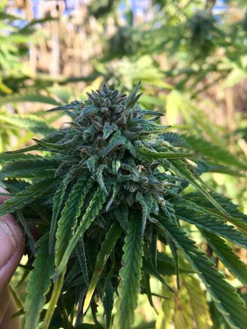 Cream Caramel fast Sweet seeds