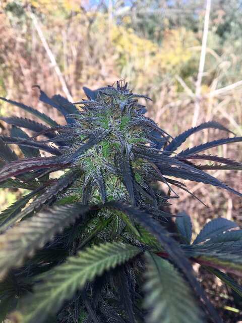 Gelato OG ot GM