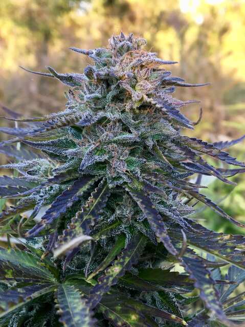 BCN Critical from Stockers seeds