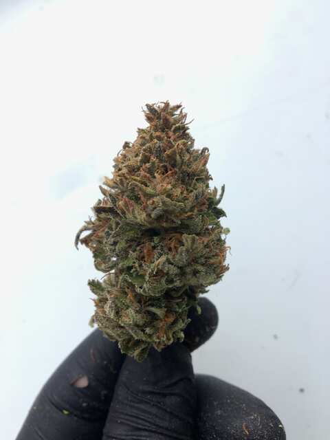 WW Afghan fast ot GM