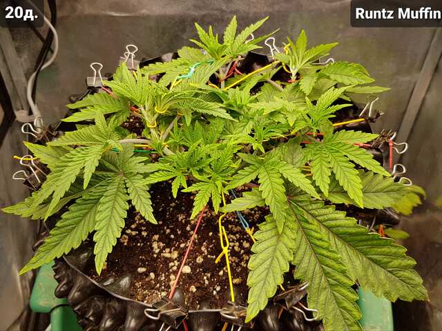 Runtz Muffin (Barney's Farm)